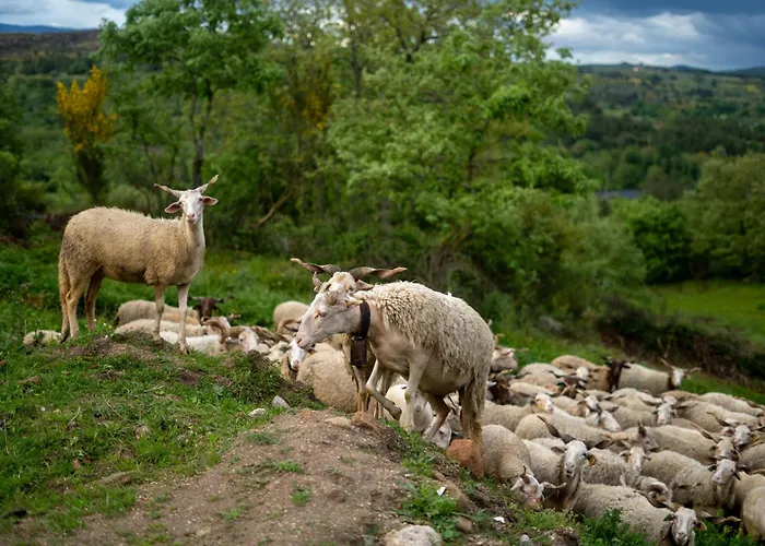 Hébergement de vacances Rustic Terrace2 Bedrooms *