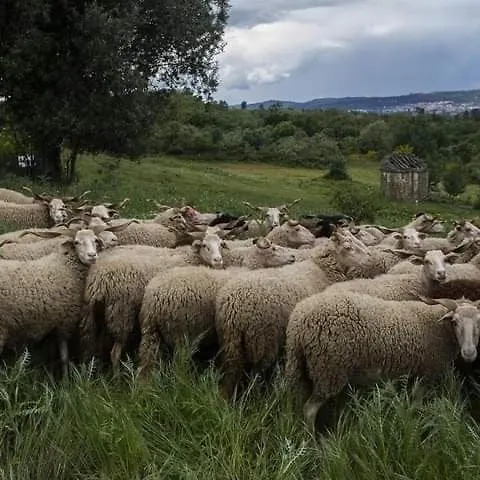 Rustic Terrace2 Bedrooms Hébergement de vacances Mesquitela